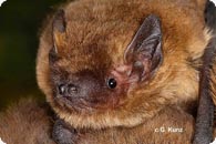Mueckenfledermaus c Kunz G